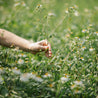 Roman Chamomile Essential Oil