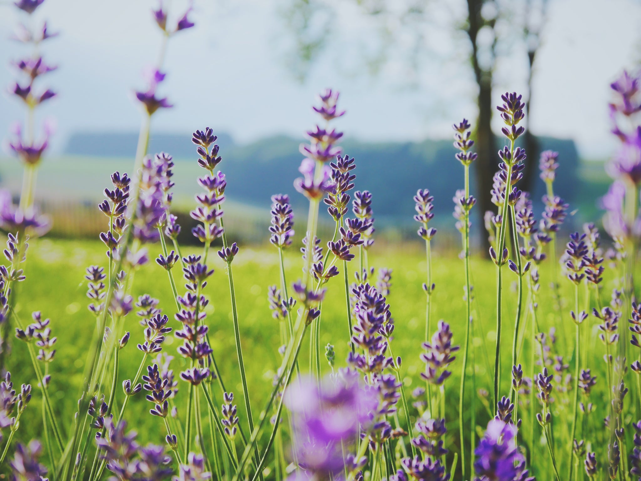 Boost Your Hair Growth with Rosemary Essential Oil - Edens Garden® - Edens  Garden