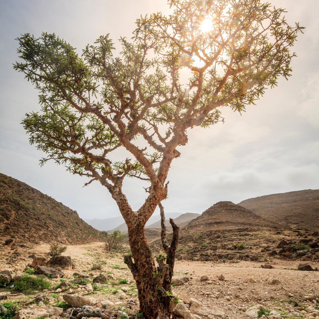 Frankincense Essential Oil