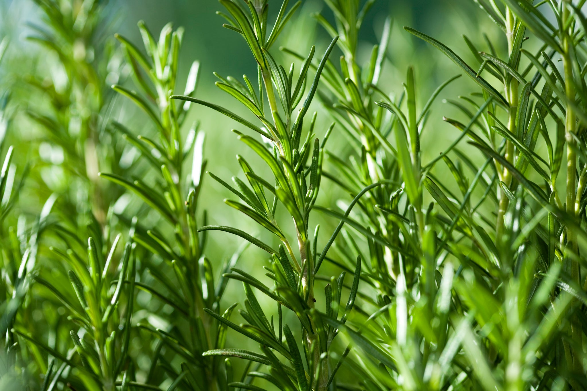 Rosemary Essential Oil