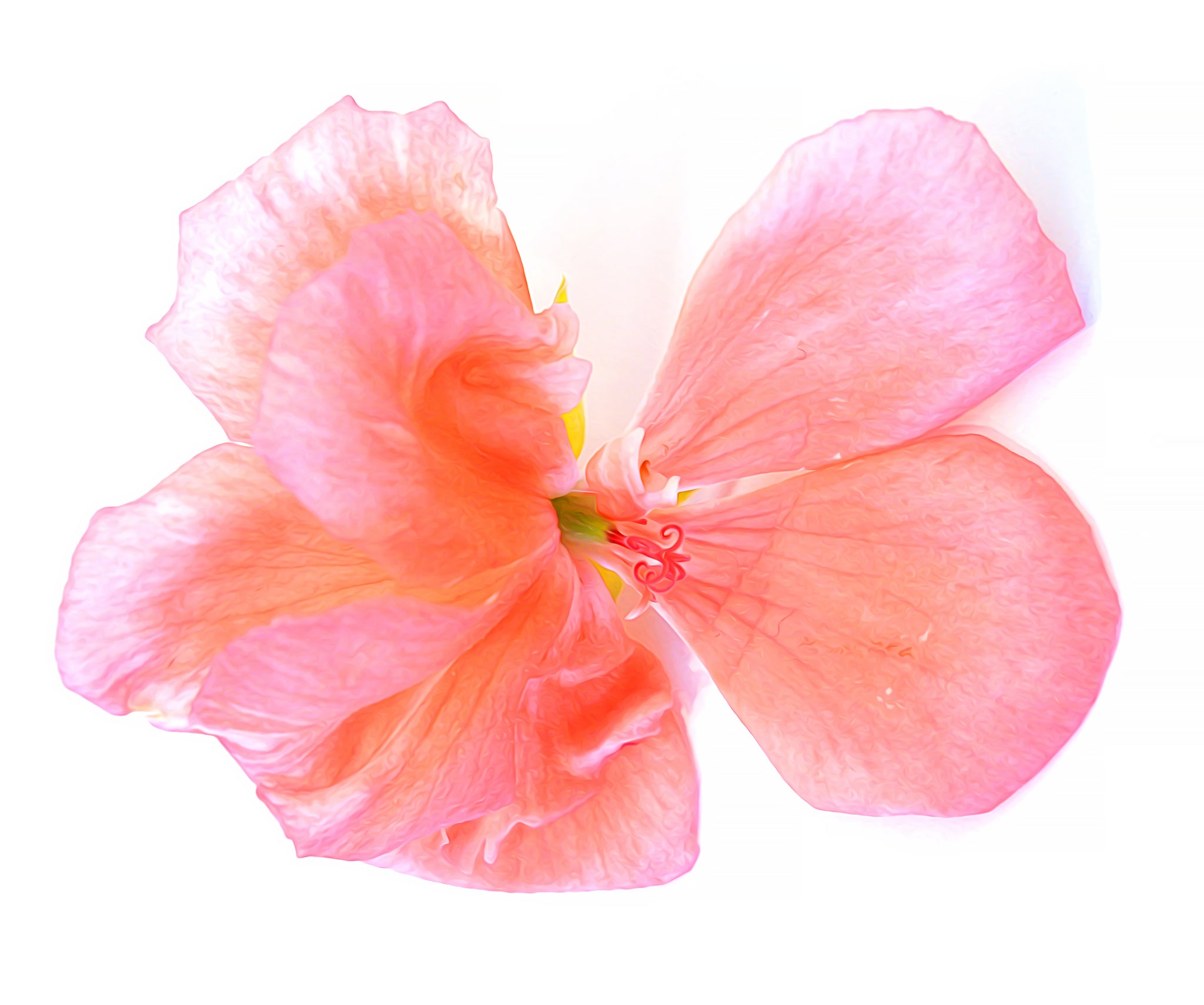 Geranium Essential Oil